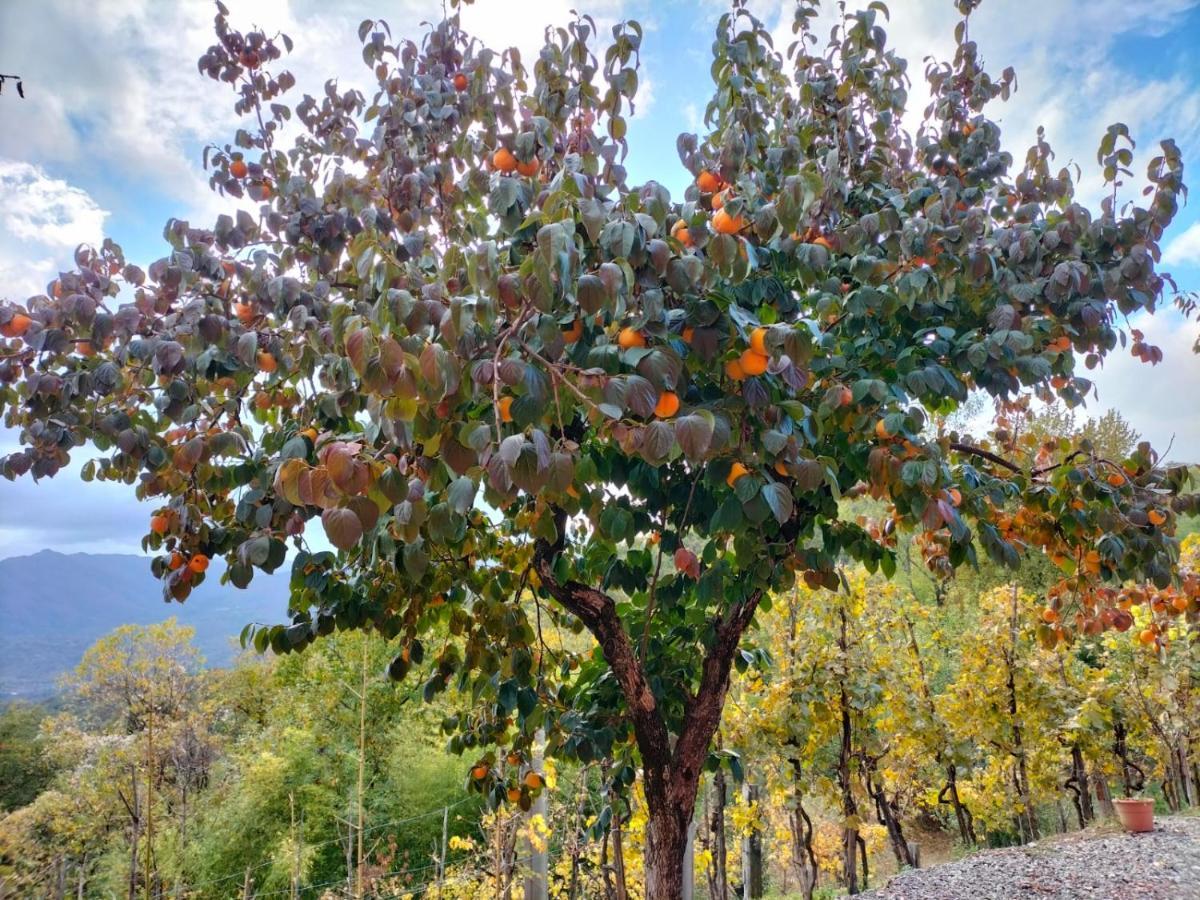 Agriturismo La Vecchia Cascina Filattiera Buitenkant foto